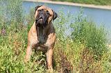 BULLMASTIFF 096